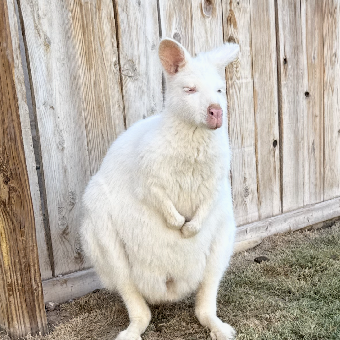 Screenshot 2026-01-18 at 1.52.11 PM